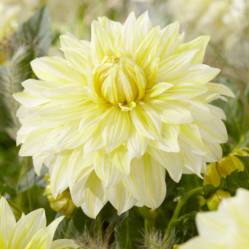 Dahlia Dekorativ La Luna 1-pack